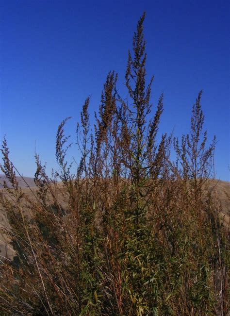 Artemisia dracunculus (Tarragon) - Native Here Nursery