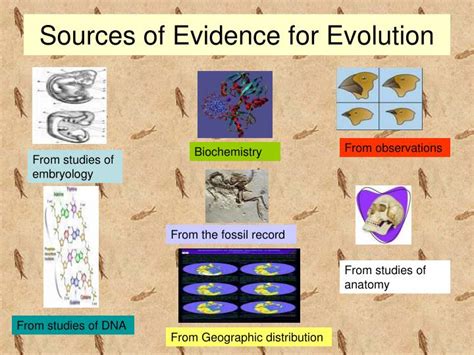 PPT - Biology 101- Evidence of Evolution PowerPoint Presentation - ID ...