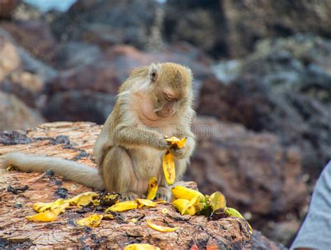 Monkey eat bananas. stock image. Image of eating, jungle - 258475985