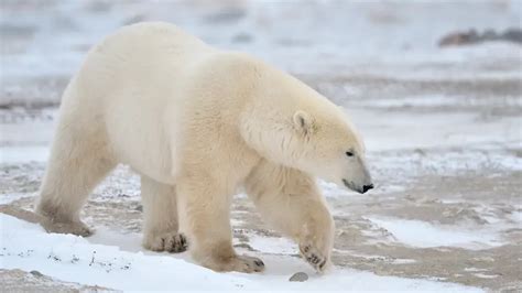 Polar Bear Names (493 Best, Funny, Cute, & Famous Ideas)