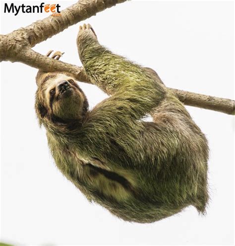 Where to See Sloths in Costa Rica: Best Places & Time of Year