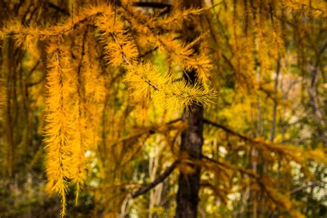 Autumn Hiking – Bernina Alps | Ben Tibbetts Guiding