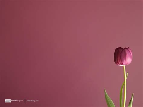 Tulip Wallpapers - Wallpaper Cave