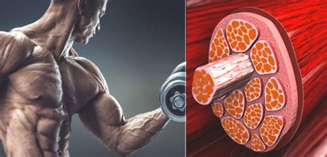 Muscle Hypertrophy Training Principles - How to get big arms quick?