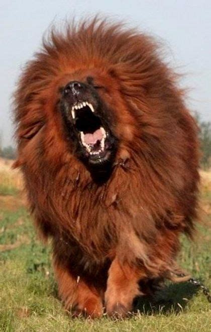 13 Best Red tibetan mastiff images | Tibetan mastiff, Dog breeds, Mastiffs