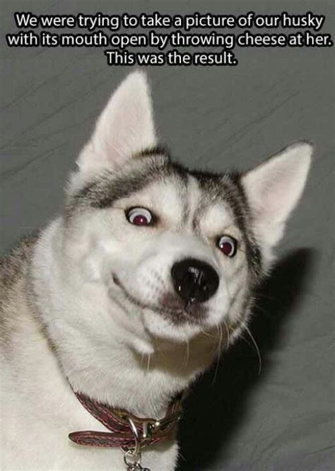 So funny | Funny dog faces, Funny dogs, Husky funny