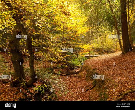 Autumn Colour in Burnham Beeches Forest, Buckinghamshire, UK Stock ...