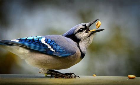 Blue Jay Bird Feeding - Free photo on Pixabay - Pixabay