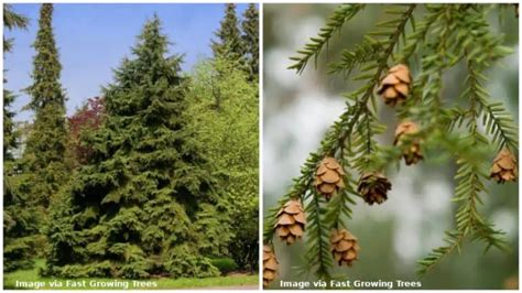 35 Common & Native Trees in Kentucky