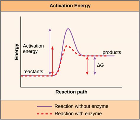 Enzymes | Biology for Non-Majors I