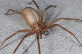 Brown Recluse Spiders: Facts, Bites & Symptoms | Live Science