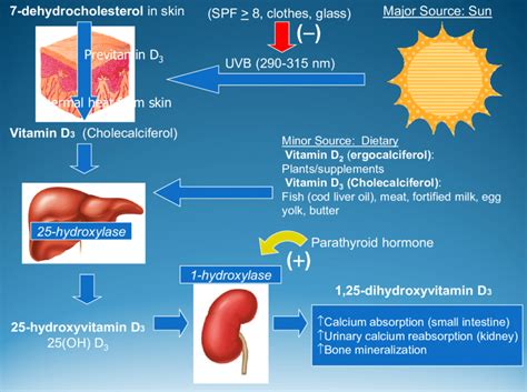 Human vitamin D synthesis pathways. Reproduced with permission from [7]. | Download Scientific ...