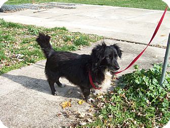 Paris, IL - Border Collie. Meet Lucky a Pet for Adoption.