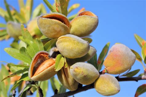 Cosmetic Almond Oil for Face Benefits % - ZINEGLOB | First producer of Organic Moroccan Argan oil