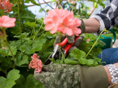 Prune and Deadhead Your Geraniums | DIY