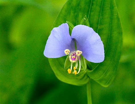 Flower Homes: Commelina Flowers