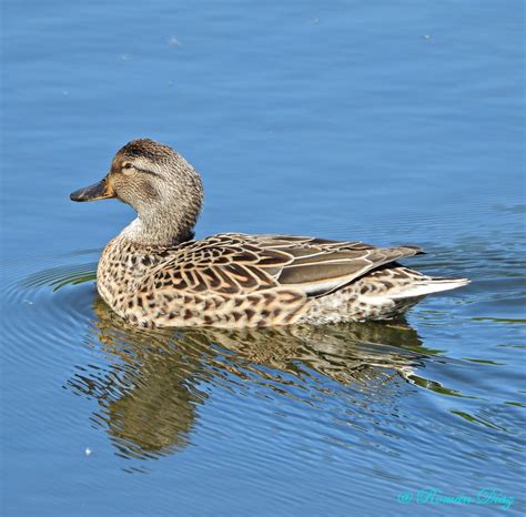 Hybride Canard colvert x Sarcelle d'hiver - eBird