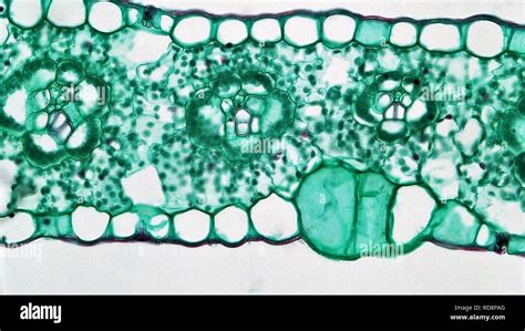 Angiosperm Morphology Bulliform Cells in Zea Leaf (37473345411 Stock ...