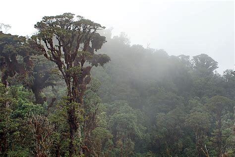 Native Amphibians Of Papua New Guinea - WorldAtlas