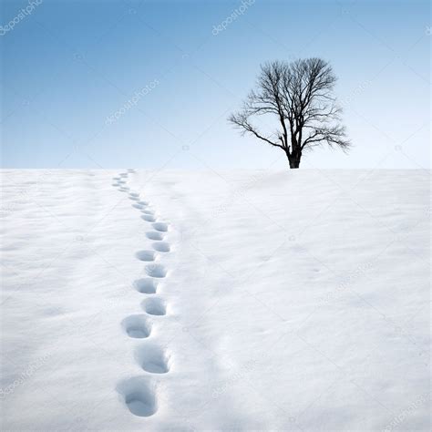 Footprints in snow and tree ⬇ Stock Photo, Image by © SergeyIT #10580425