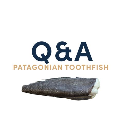 Q&A Patagonian Toothfish | Blue World Seafood