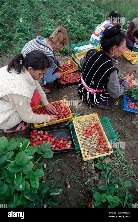 Picking fruit farm workers hi-res stock photography and images - Alamy