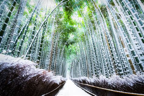 Arashiyama Bamboo Grove under snow - Inside Kyoto