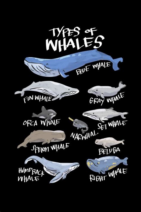 Buy Types Of Whales Blue Whale Fin Whale Grey Whale Orca Whale Set ...