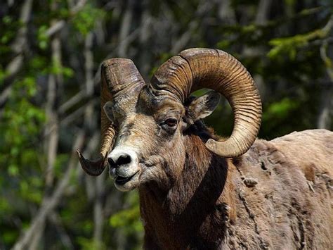 Free picture: rocky, mountain, bighorn, sheep