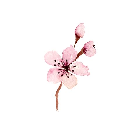 Watercolor sakura flowers. Spring cherry blossom 18747229 PNG