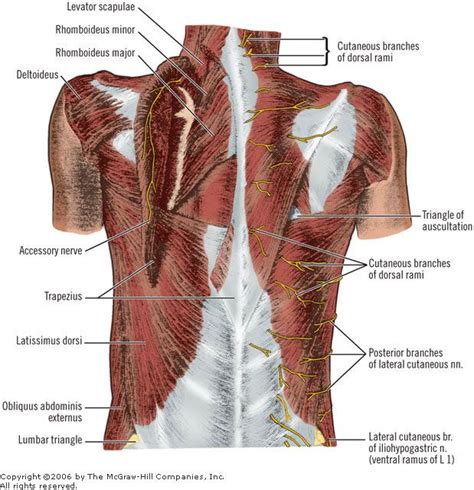 Superficial muscles of back and “triangle of auscultation.” | Human ...