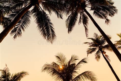 Beautiful Coconut Palm Tree with Sunset Stock Image - Image of exotic ...