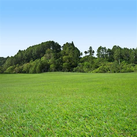 Grass and tree on blue sky. Green grass field with trees on blue sky , #Sponsored, #blue, #sky ...