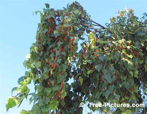 Birch Tree, White Birch Tree Catkins Photo