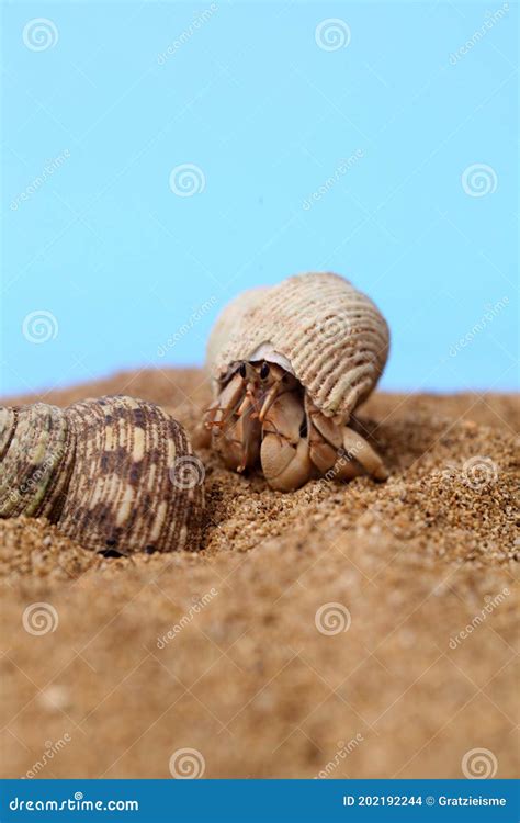 Kelomang or Umang-Umang Pompong, or Some Who Translate it As Hermit Crabs or Hermit Crabs, are ...