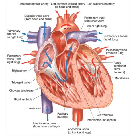 Draw a labelled diagram of sectional view of human heart of human ...