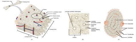 Connective Tissues | Biology for Majors II