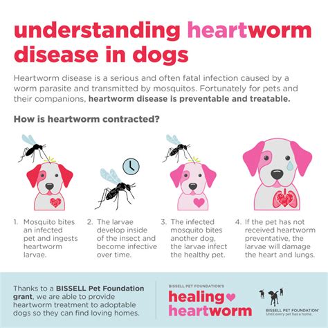 Is Heartworm In Dogs Curable