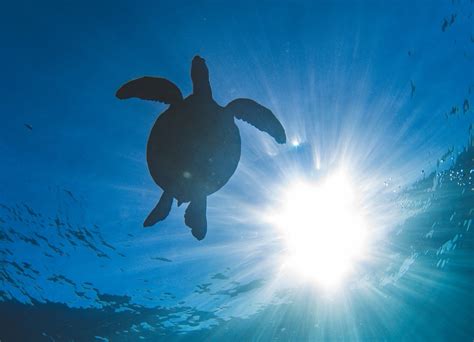 A Guide To Snorkeling With Sea Turtles In Maui — TRILOGY CAPTAIN'S LOG