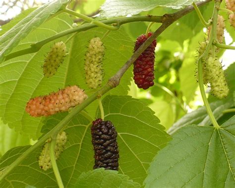 Flowers and Flour: Here we go round the mulberry bush…