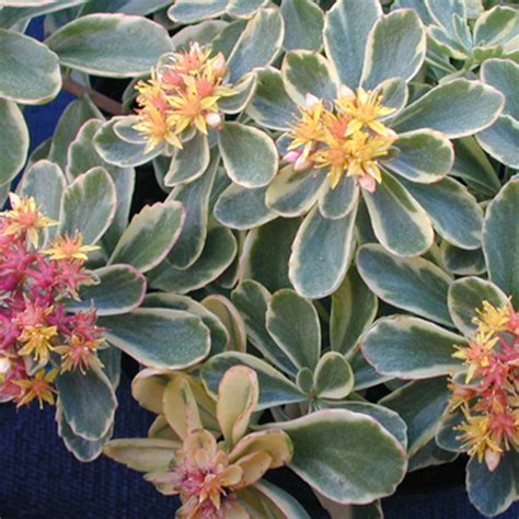 Sedum kamtschaticum 'Variegatum' - Horsford Gardens and Nursery