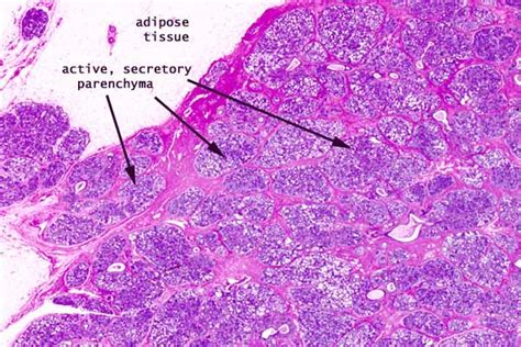 Mammary Gland Histology