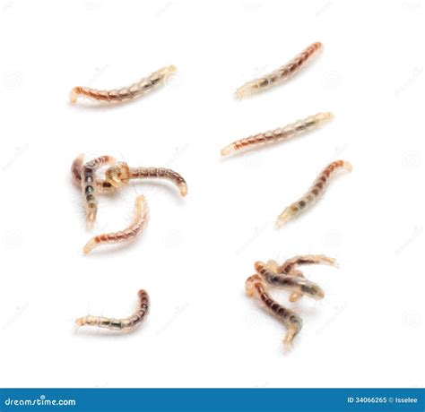 Flea Larvae View from Up High, Isolated Stock Image - Image of background, flea: 34066265