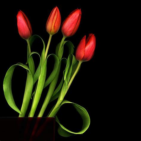 red tulip meaning "Undying Love" | Red tulips, Flower reference, Tulips