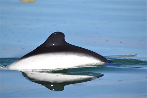 Commerson's dolphin - Whale & Dolphin Conservation USA