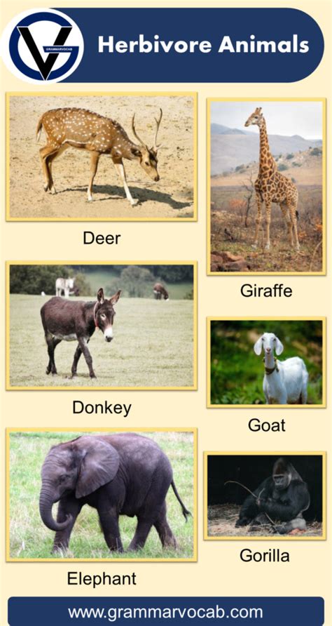 List of Herbivore Animals Names | Pictures - GrammarVocab