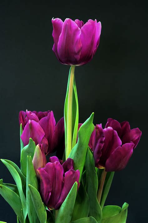 Purple Tulips On Black Free Stock Photo - Public Domain Pictures