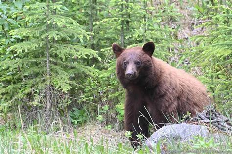 Expert Tips to Spot Banff Wildlife - Travel Banff Canada