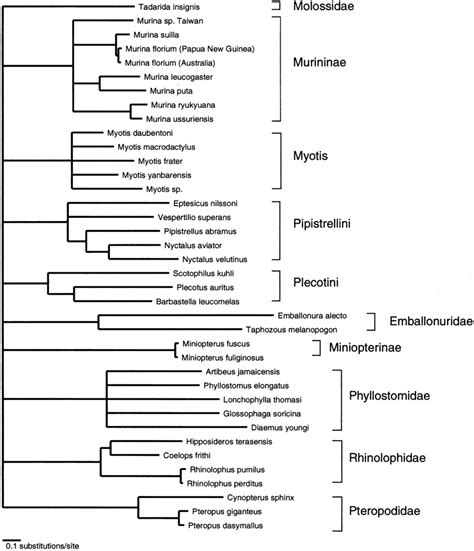 Classi®cation of chiropteran species as a consensus of the ...