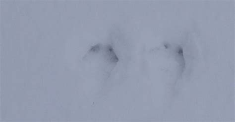 Backyard Beasts: Eastern cottontail tracks and trails...